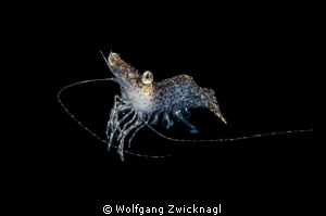 after molting, this shrimp started swimming around. a per... by Wolfgang Zwicknagl 